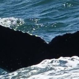 Fluke of CRC-22666