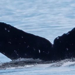 Fluke of CRC-22667