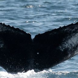 Fluke of CRC-22208