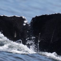 Fluke of CRC-22209