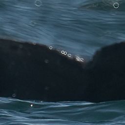 Fluke of CRC-22671