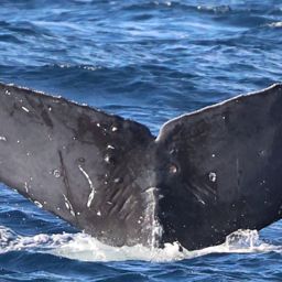 Fluke of CRC-22673