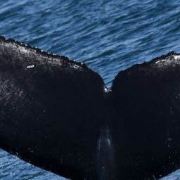 Fluke of CRC-22676