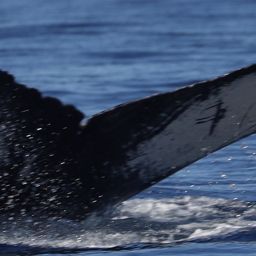 Fluke of HW-MN0524160