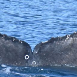 Fluke of CRC-22679