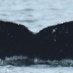 Fluke of HW-MN0401510
