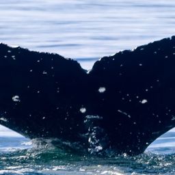 Fluke of HW-MN0401512