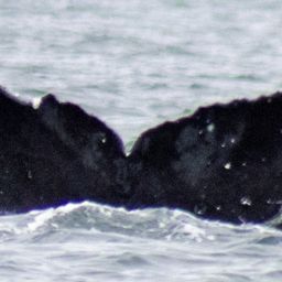 Fluke of HW-MN0401517