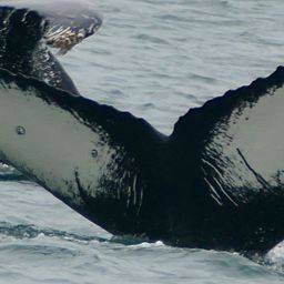 Fluke of HW-MN0410643