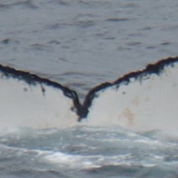 Fluke of HW-MN0430181