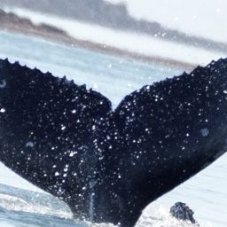 Fluke of SEAK-2782