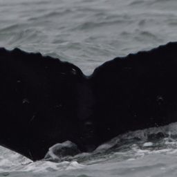 Fluke of Rip