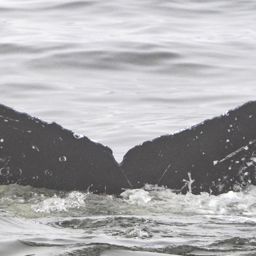 Fluke of CRC-22683