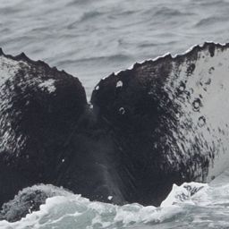 Fluke of CRC-22685