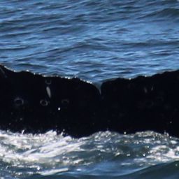 Fluke of CRC-22687