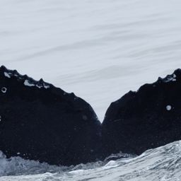 Fluke of CRC-22688