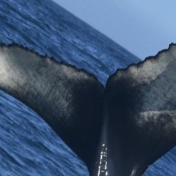 Fluke of CRC-22689