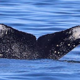 Fluke of CRC-22692