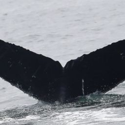 Fluke of CRC-22693