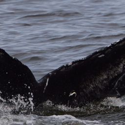 Fluke of Skimmer