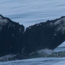 Fluke of CRC-22695