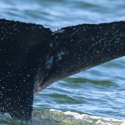Fluke of CRC-22697