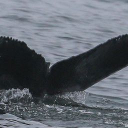 Fluke of CRC-22705