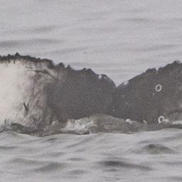 Fluke of CRC-22711