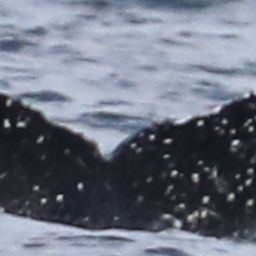 Fluke of CRC-22713
