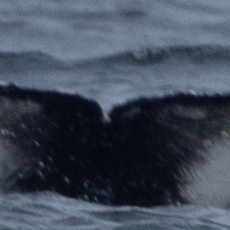 Fluke of CRC-22714