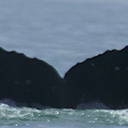 Fluke of CRC-22715