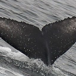 Fluke of CRC-22717