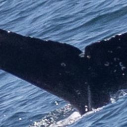 Fluke of CRC-22718