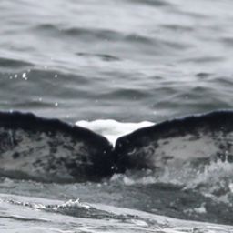 Fluke of CRC-22185