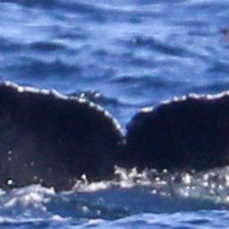 Fluke of CRC-22722