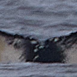 Fluke of CRC-23278