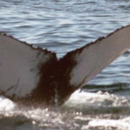 Fluke of Kittiwake