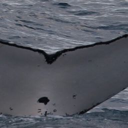 Fluke of HW-MN1108288