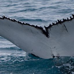 Fluke of HW-MN1108296