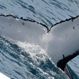 Fluke of HW-MN1108297