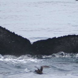 Fluke of Puffin