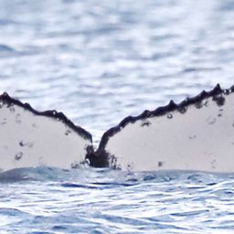 Fluke of HW-MN1108375