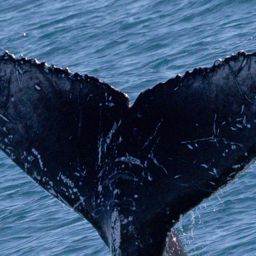 Fluke of HW-MN1108376