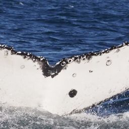 Fluke of HW-MN1108381