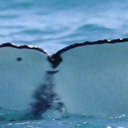 Fluke of HW-MN1108383