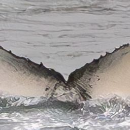 Fluke of Banana