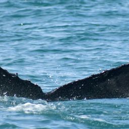 Fluke of HW-MN0103953