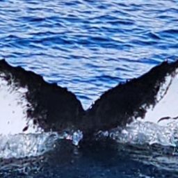 Fluke of Ibis