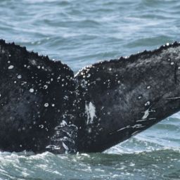 Fluke of Romeo 2024