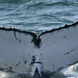 Fluke of Foxtrot Bravo 2024